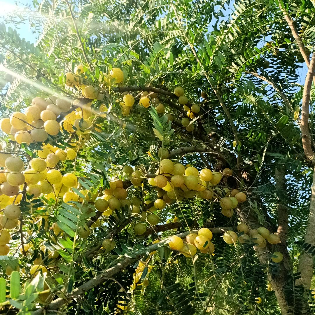 ~四叶草🍀