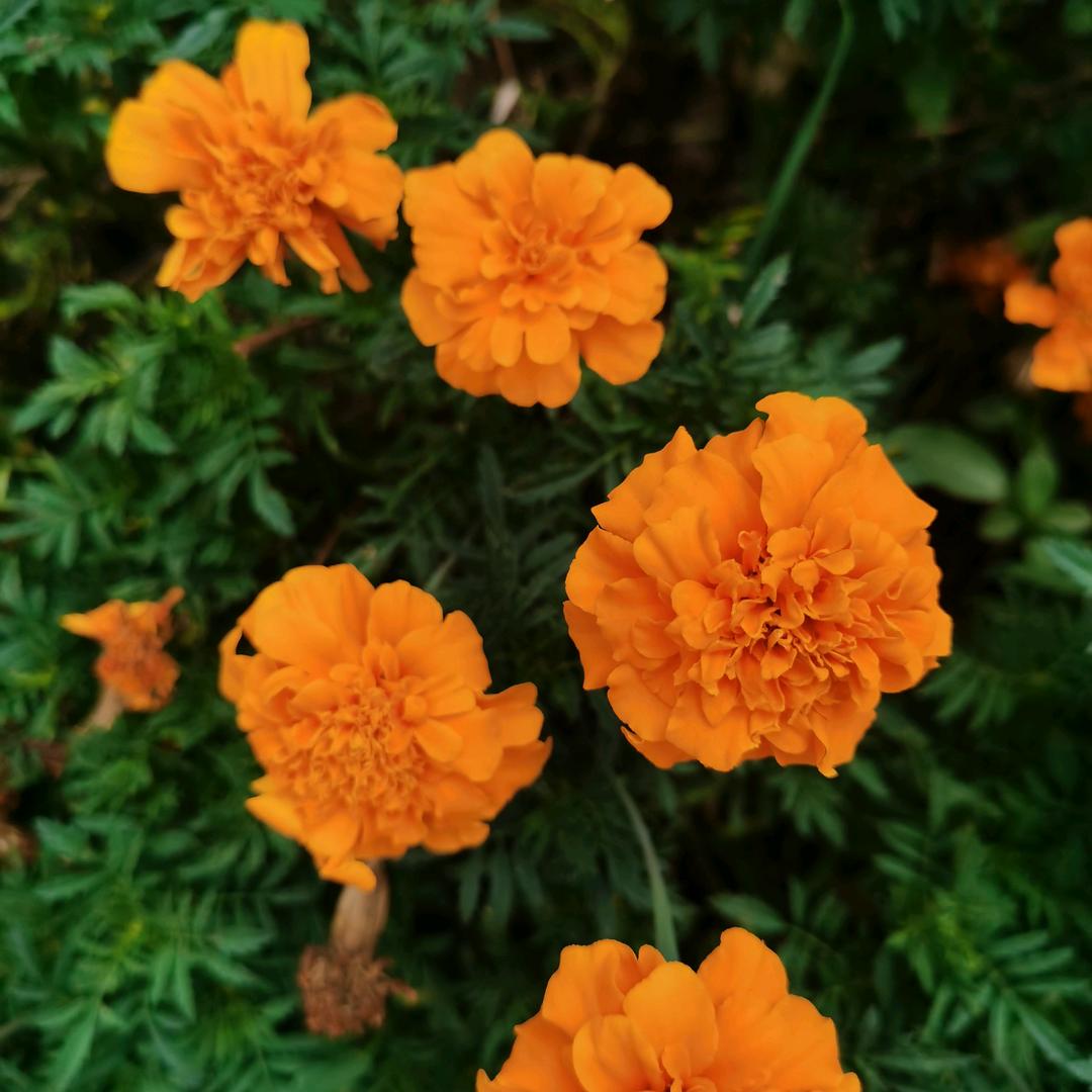 莲花
