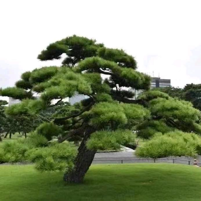 佛手