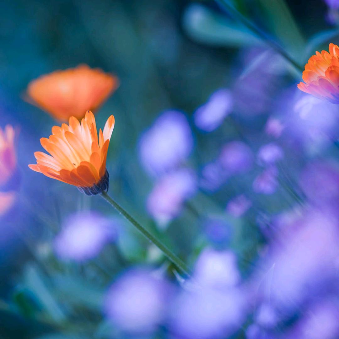 用户8531118127614兔兔