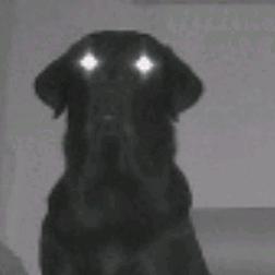 鸡毛满地爱满天