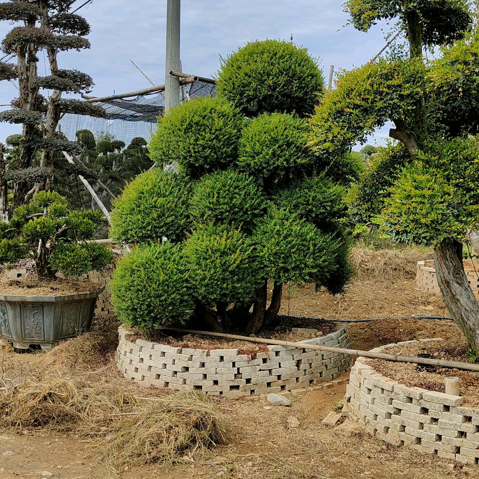 浏阳市芳菲种植专业合作社.
