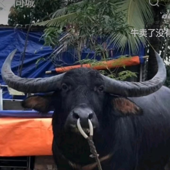 扣眼王 大碰王