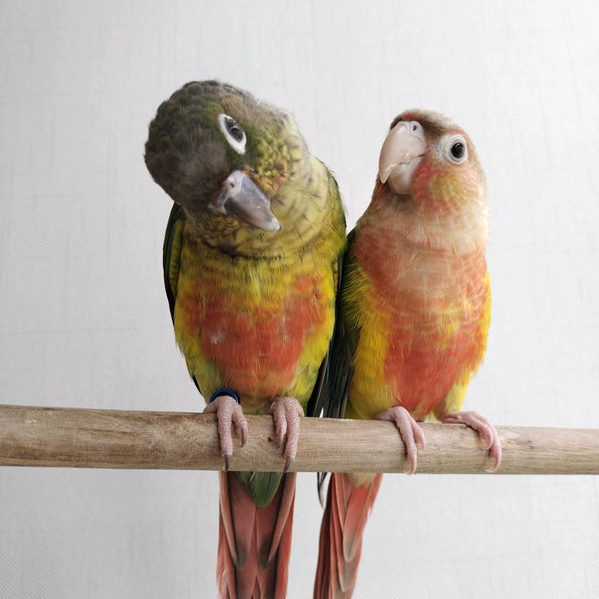 赢宠贝贝宠物用品专营店