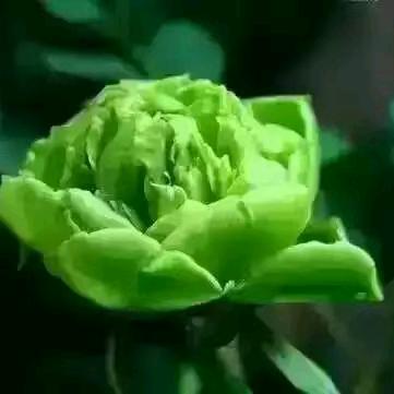 养花人（洛阳）