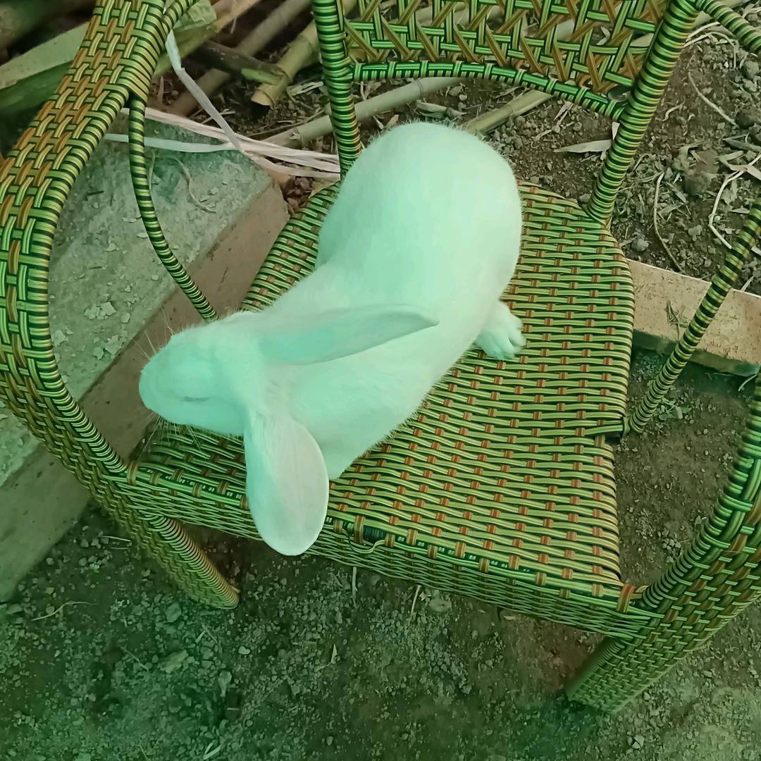 康师傅！老邓！专业养🐰🐰🐰兔