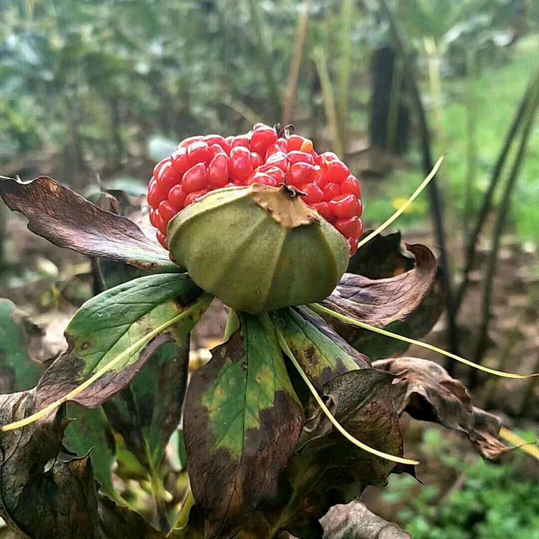 宁蒗县烂泥箐马超花卉苗木种植基地