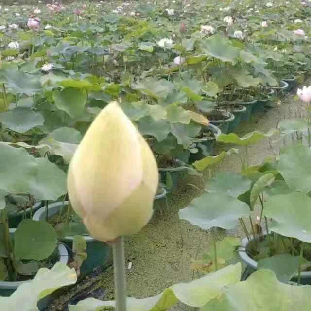 下雪季节