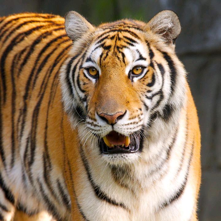 虎哥（不忘初心）