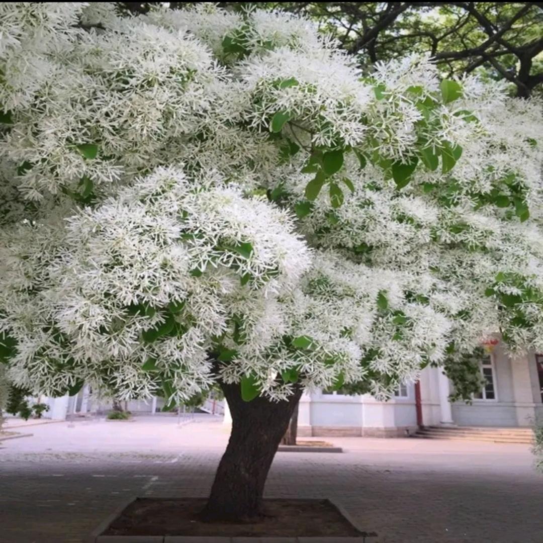 问世间情为何物，直教人生死相许