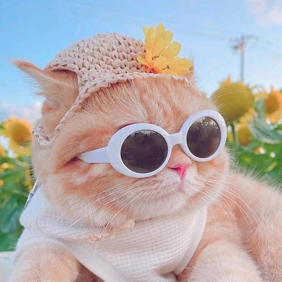 萌宠理发用品商城