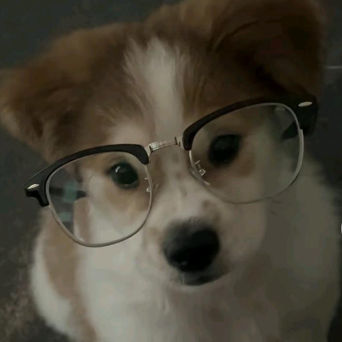 月亮抱抱鲨