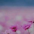 暖心🌸