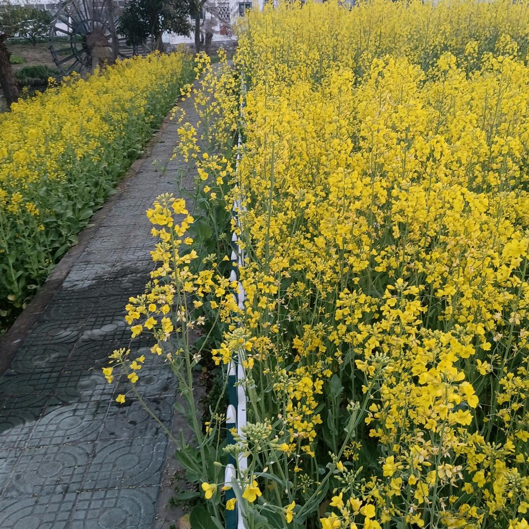 王才元