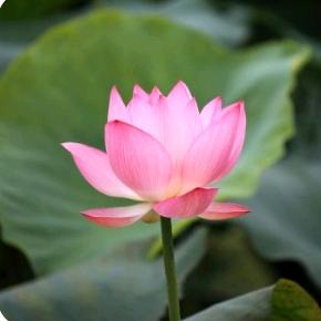 花好月圆 圆圆 圆圆 圆圆 圆圆