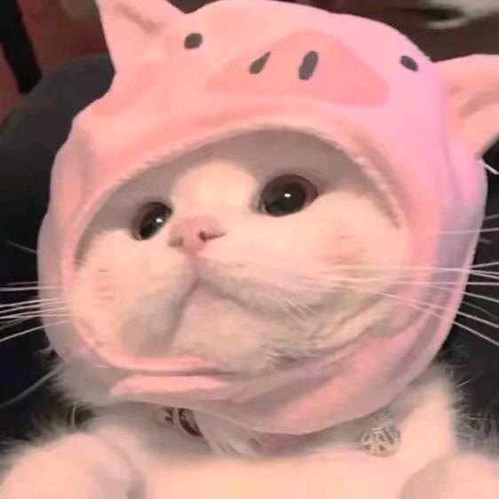 小萝卜bb