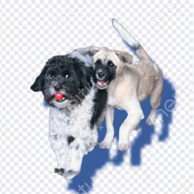 王老吉和加多宝