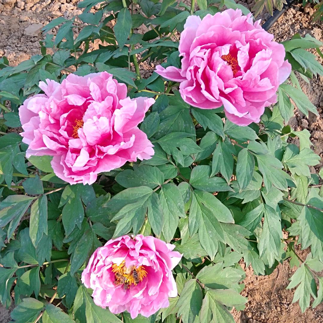🌹🌹秦家 大小姐
