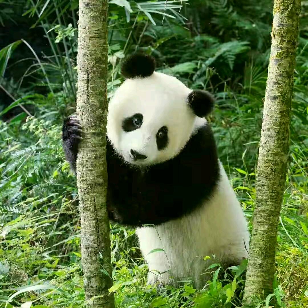 水  中   望   月