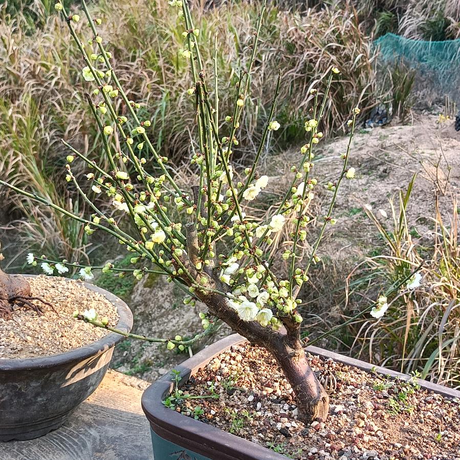 地坪小学生＜温州砼之硕地坪有限公司