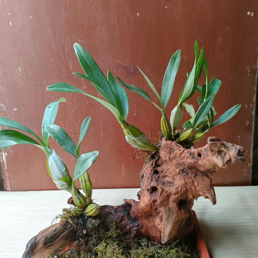盆景人一切随缘