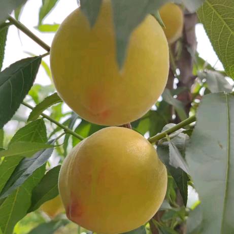 黔岭鲜果农特优选店