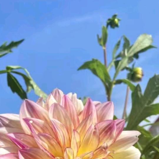 清风月影