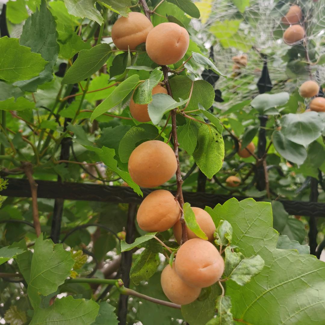 新鲜阳光