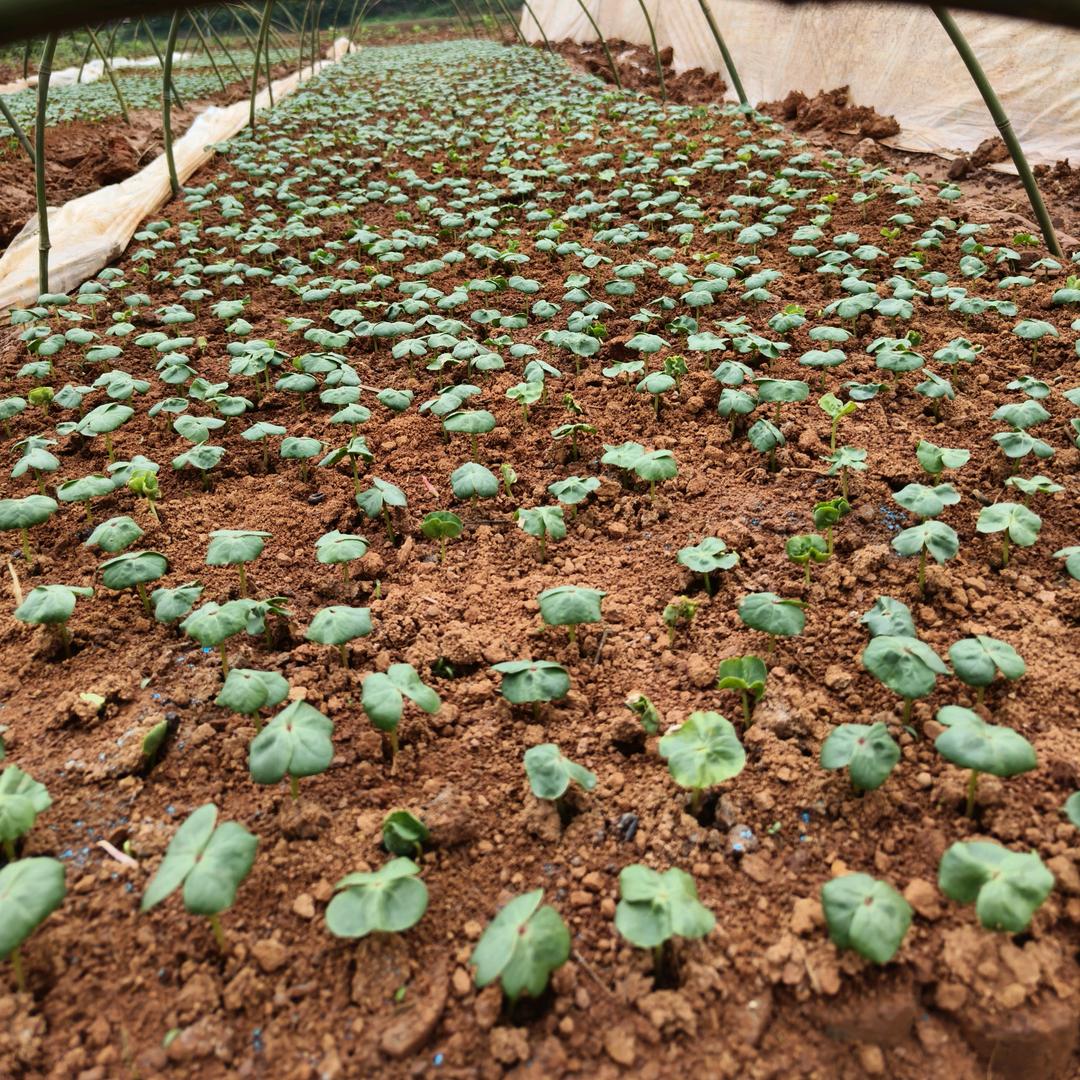 锦园绿色家庭农场