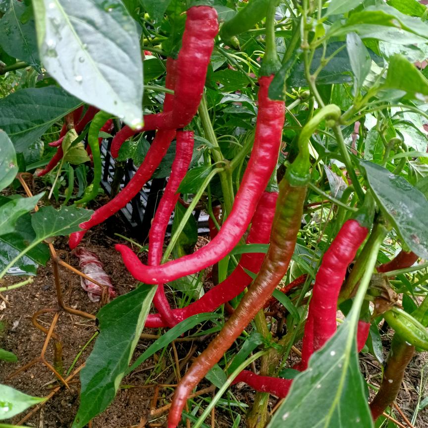 傻人，有傻福！