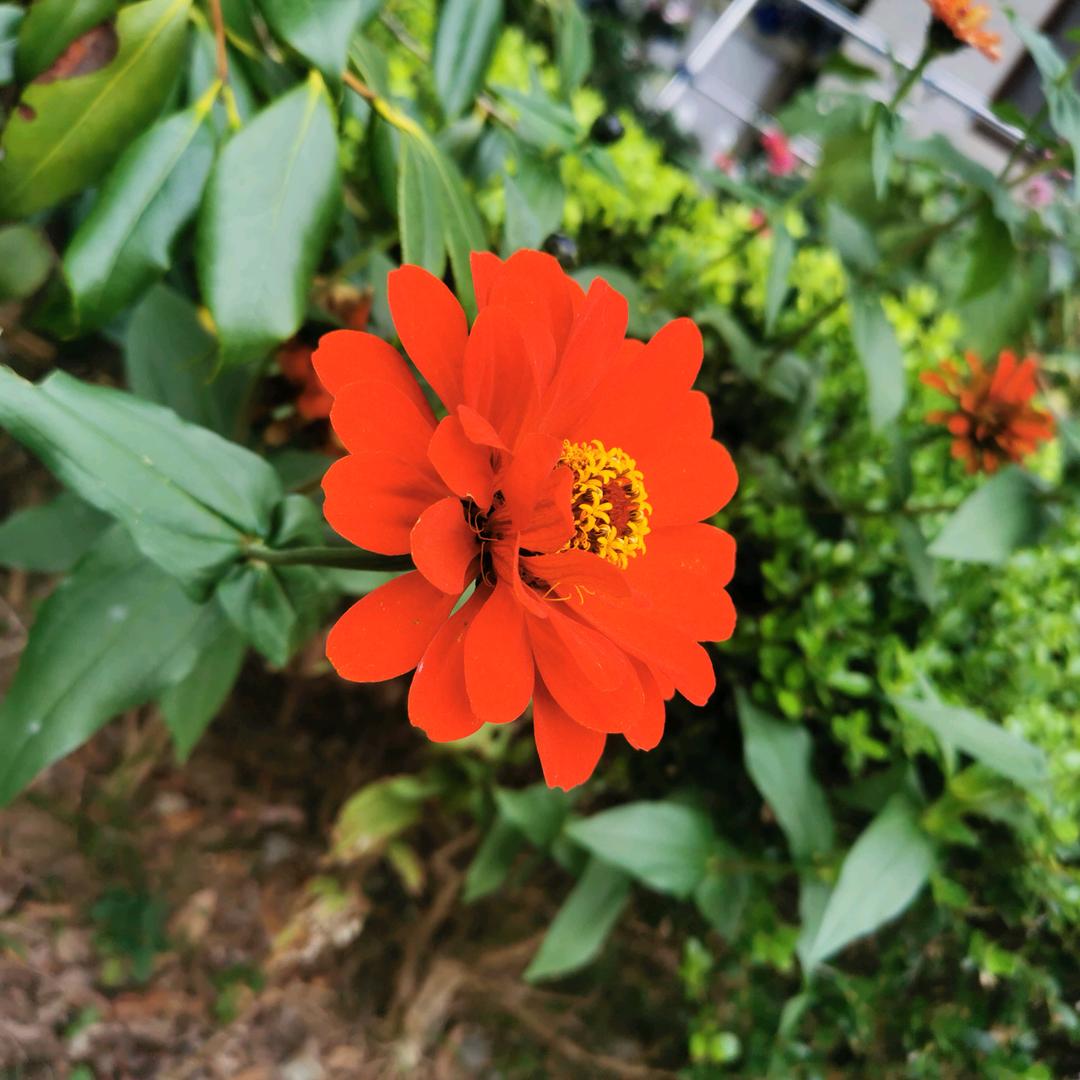 柠檬🌹🌹🌹