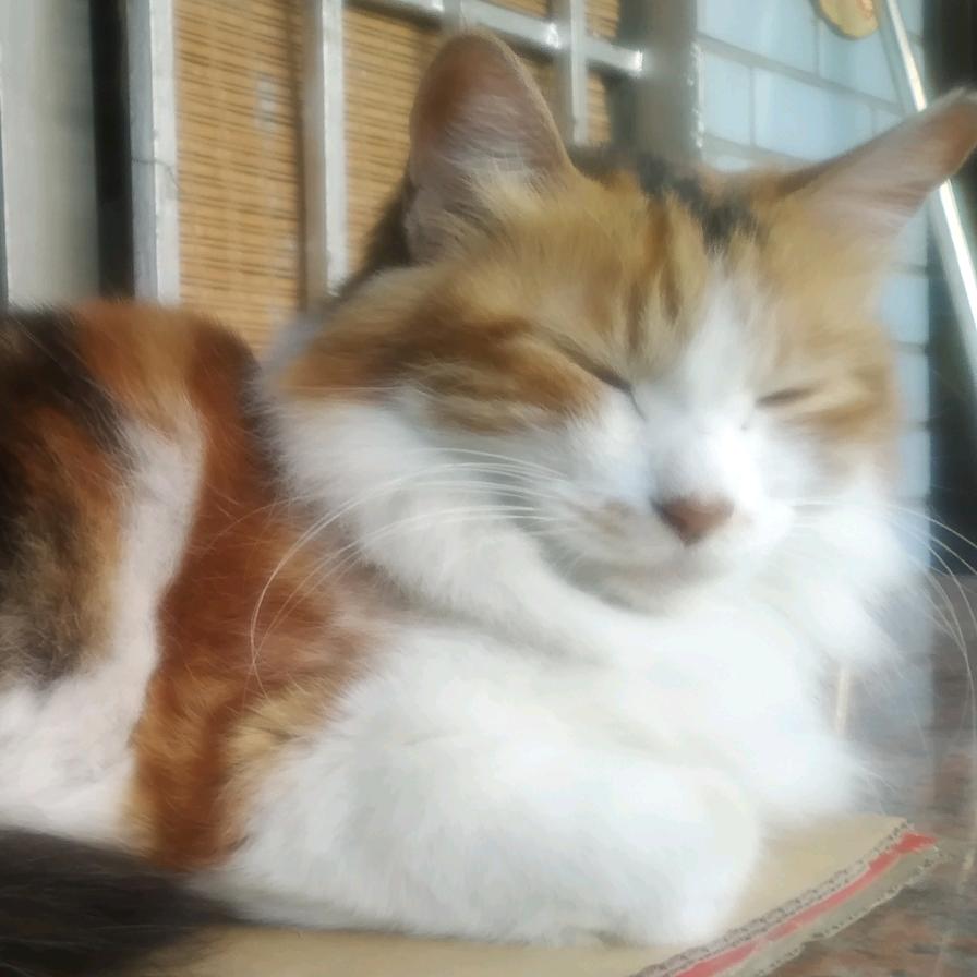三花小m