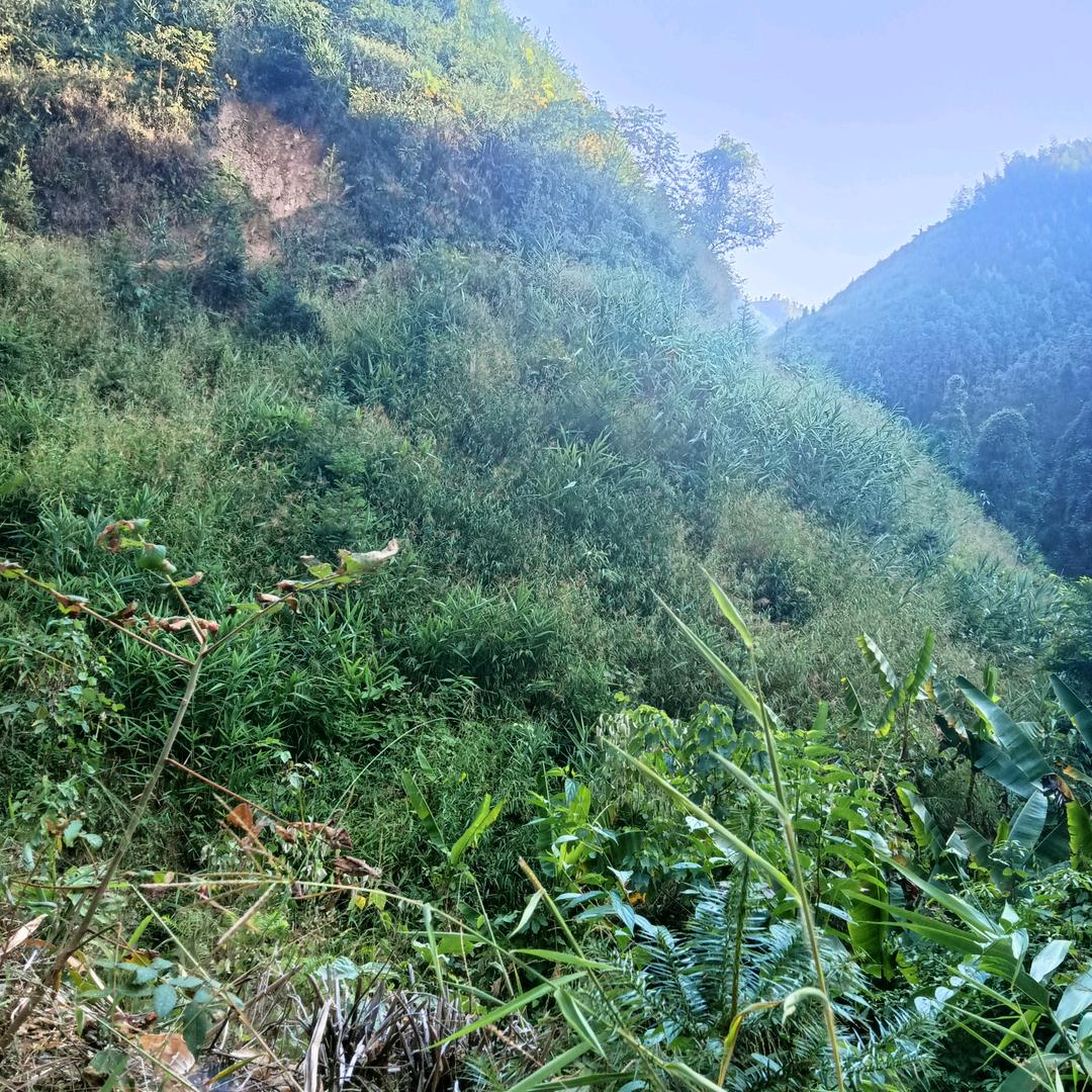 砍草  打药   放肥