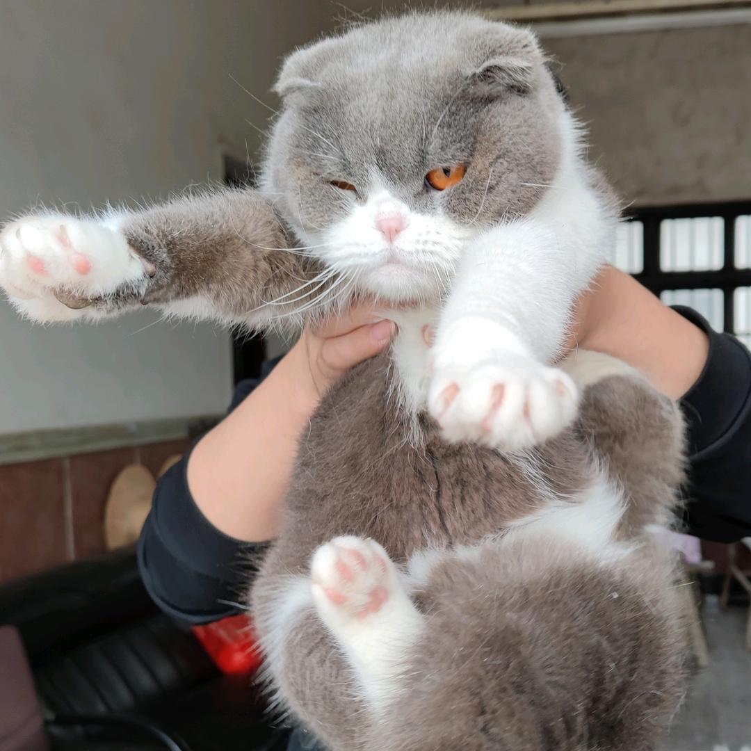 bai城猫