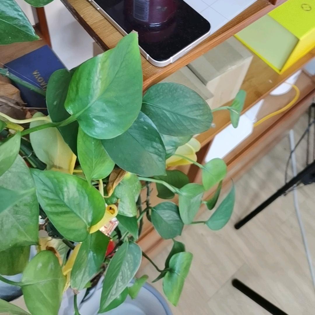 维多利
