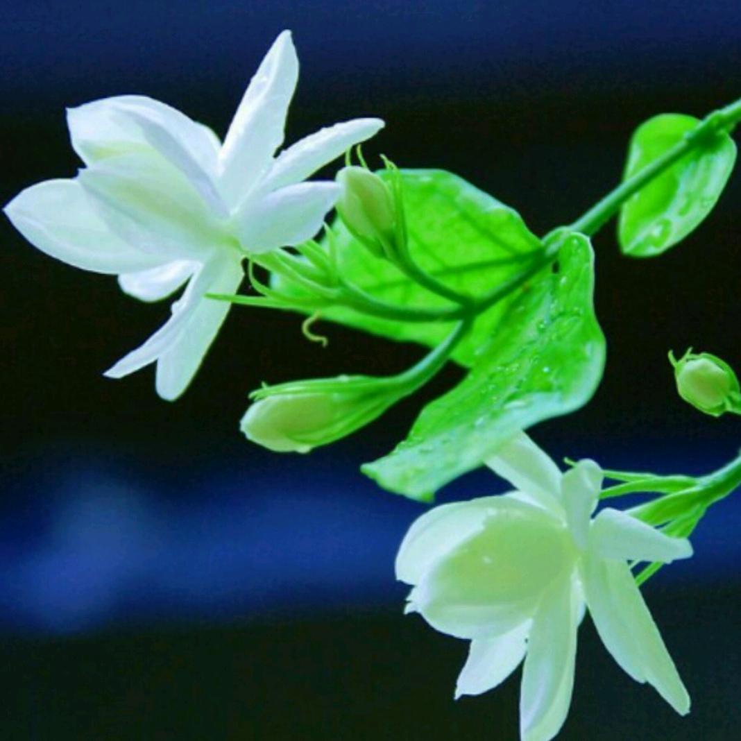 💞茉莉💞