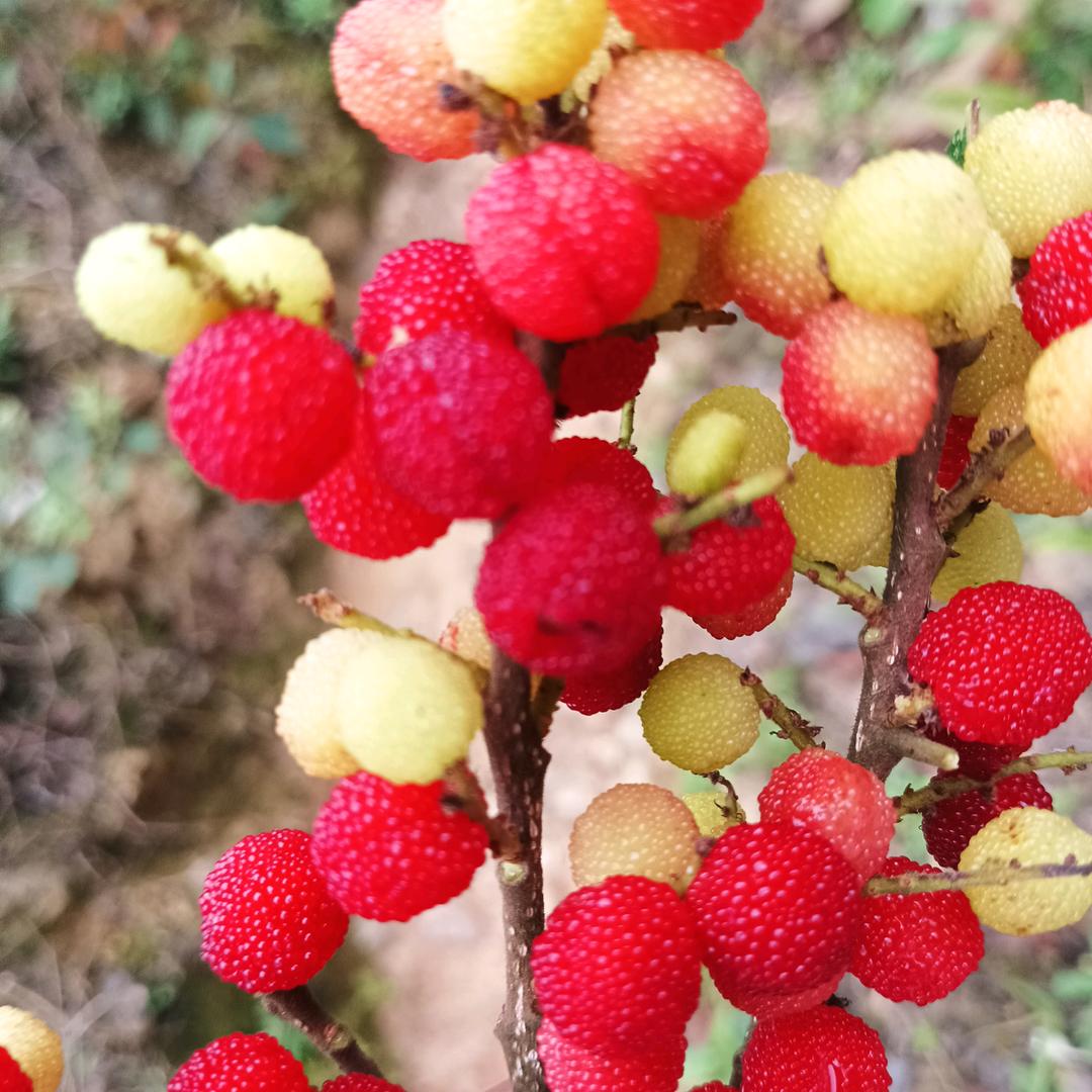 曾经为后悔爱过你。