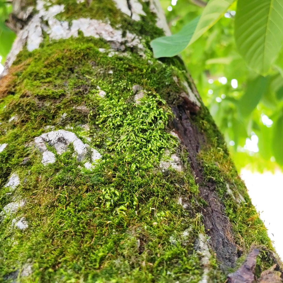 福备箕畴