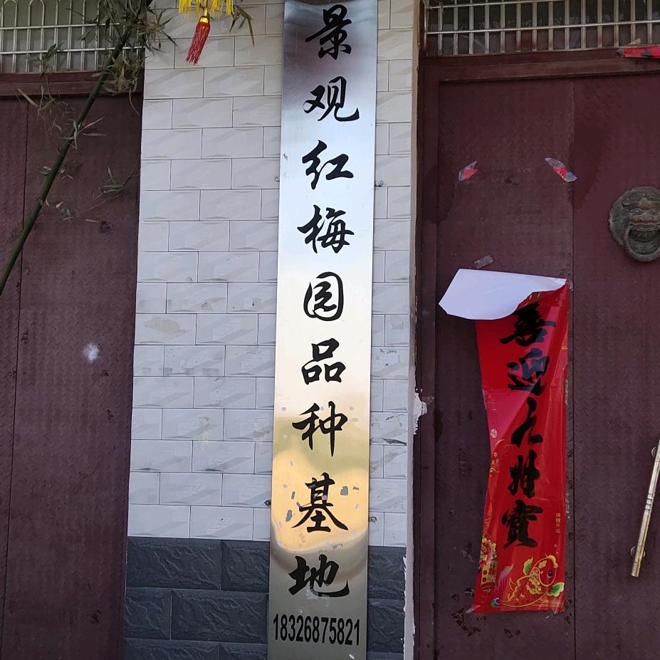 景观红梅品种基地，太和县马集，北。