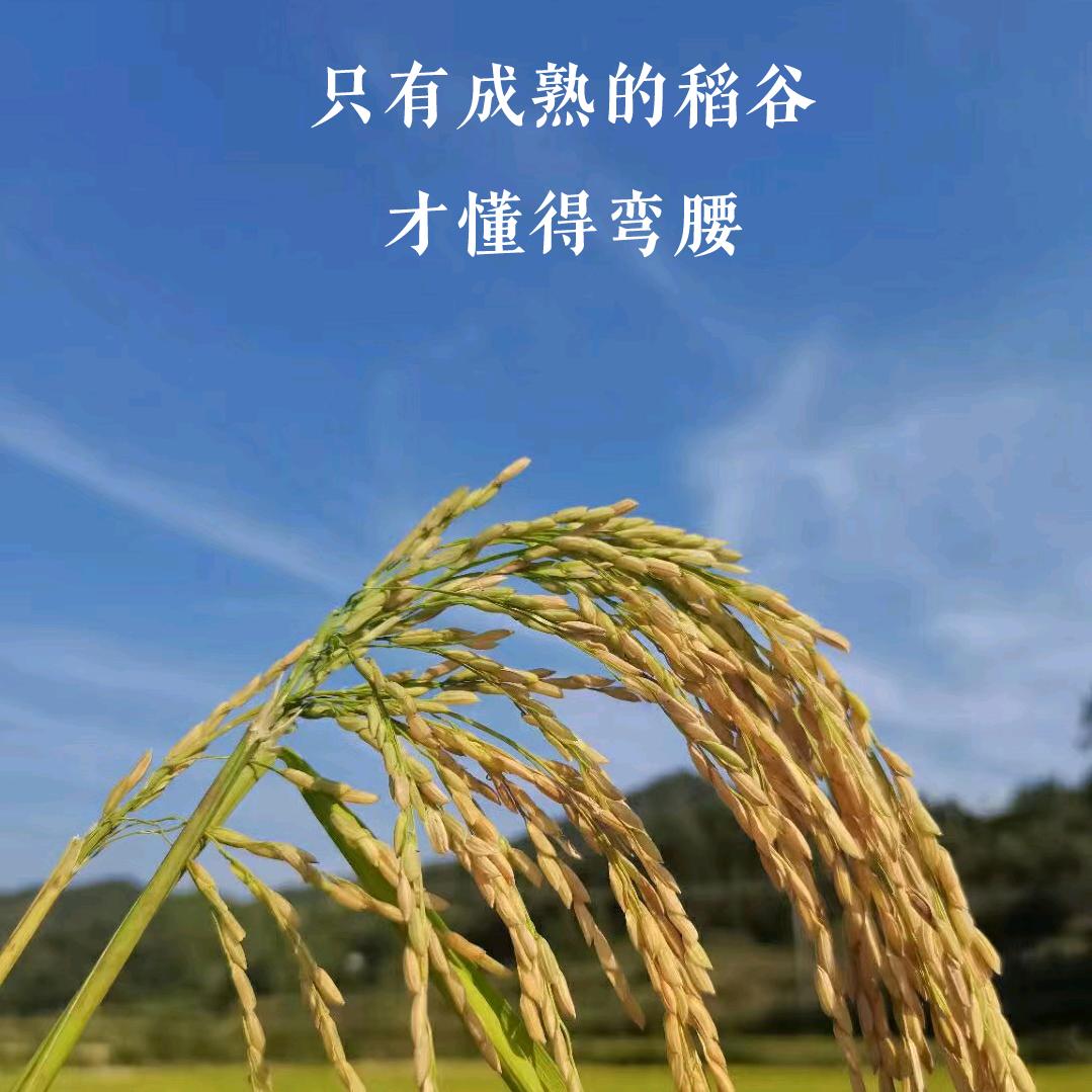 1985一粒尘埃