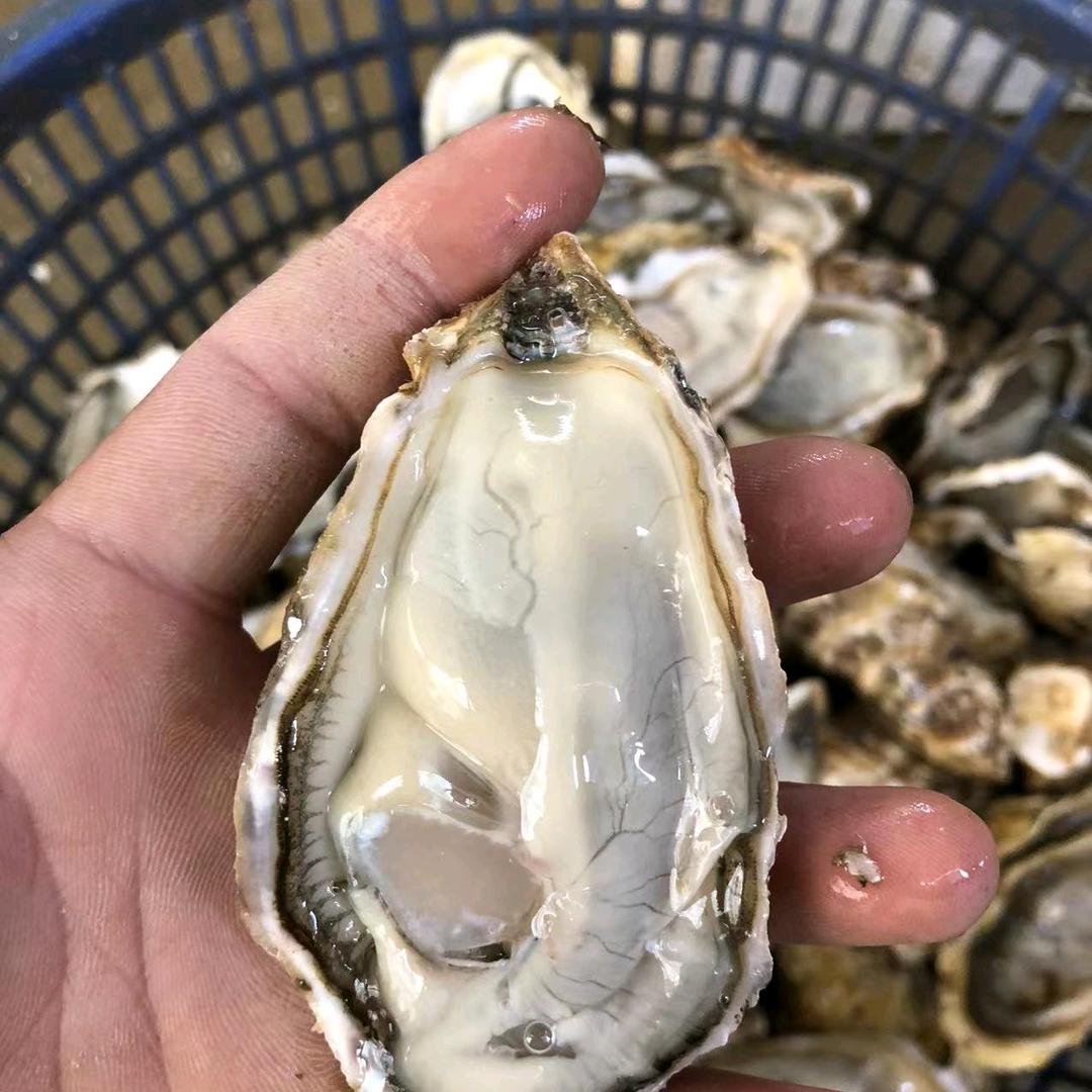 鑫哥生蚝（生蚝批发）
