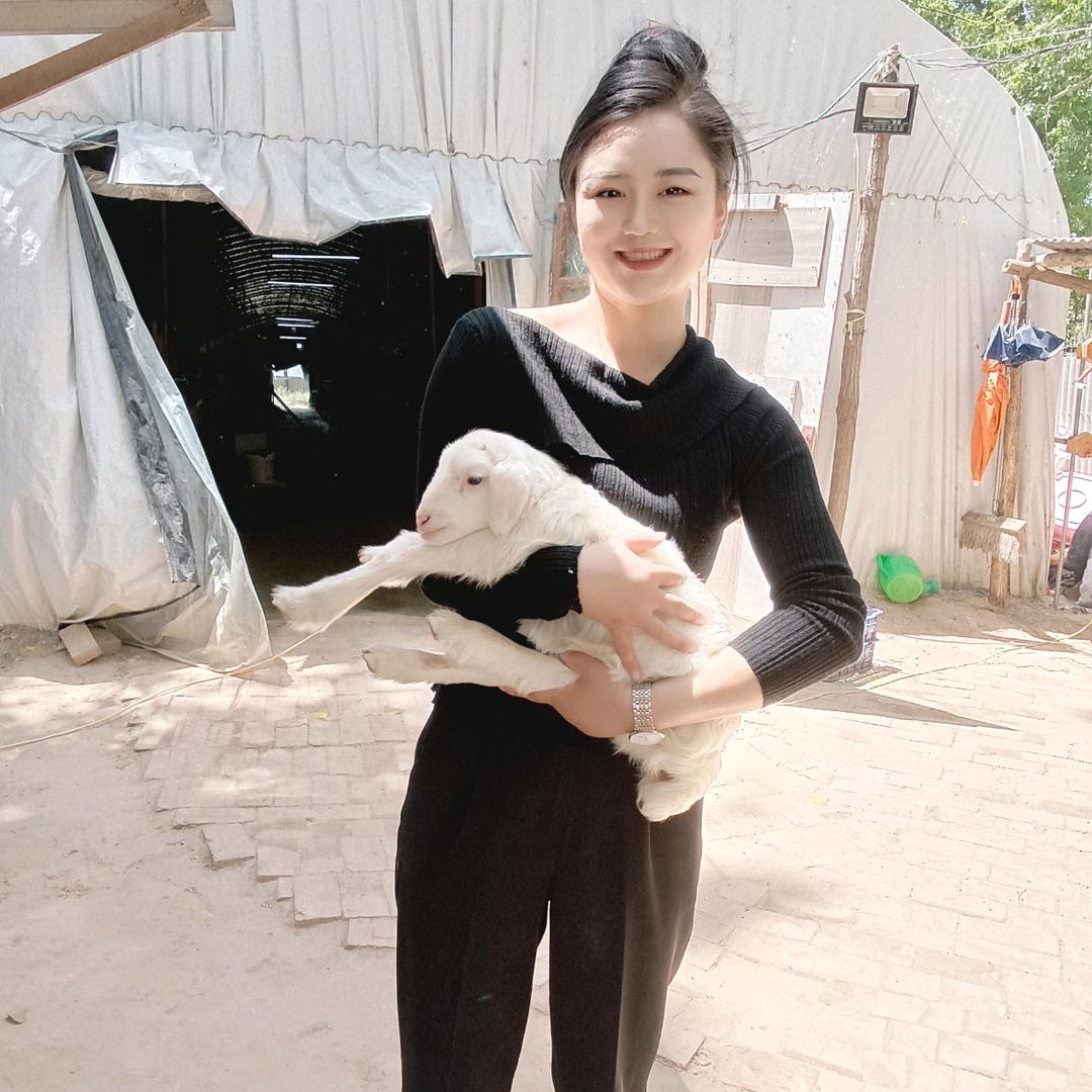 羊小妹（活羊调运）