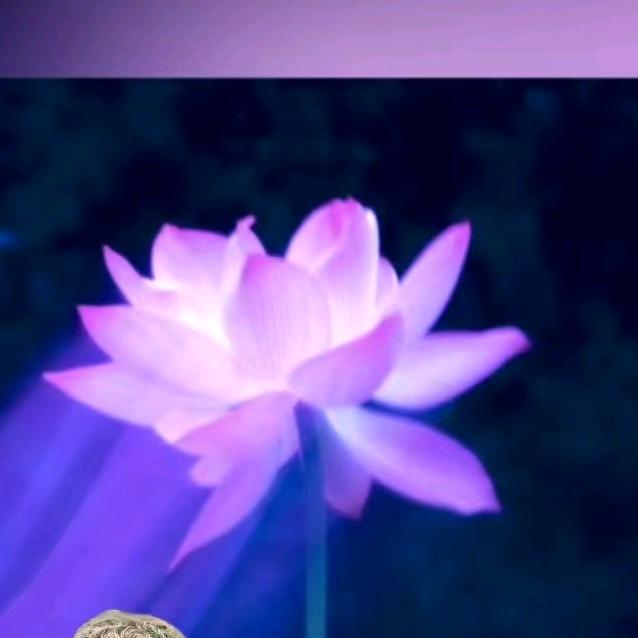 用户8134410113024玫瑰