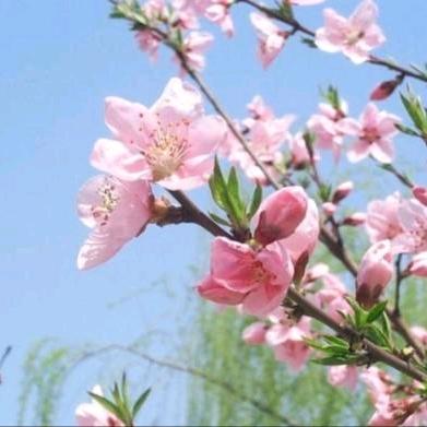 春暖花开M