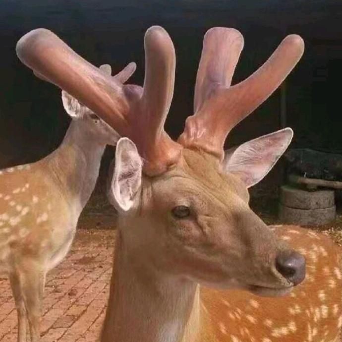 陕西牧秦鹿源畜牧养殖有限公司