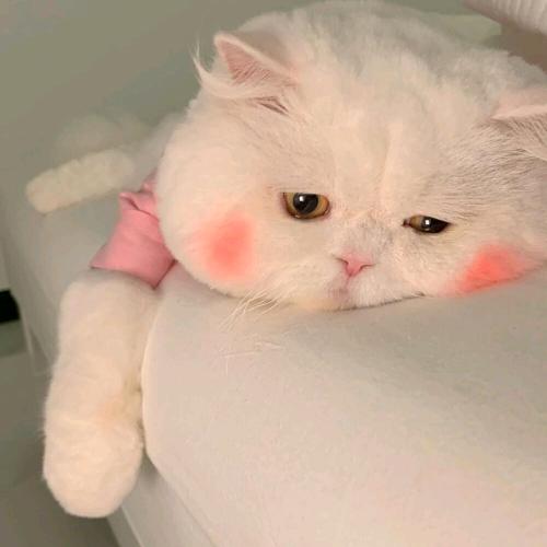 燕子ᥫᩣ．