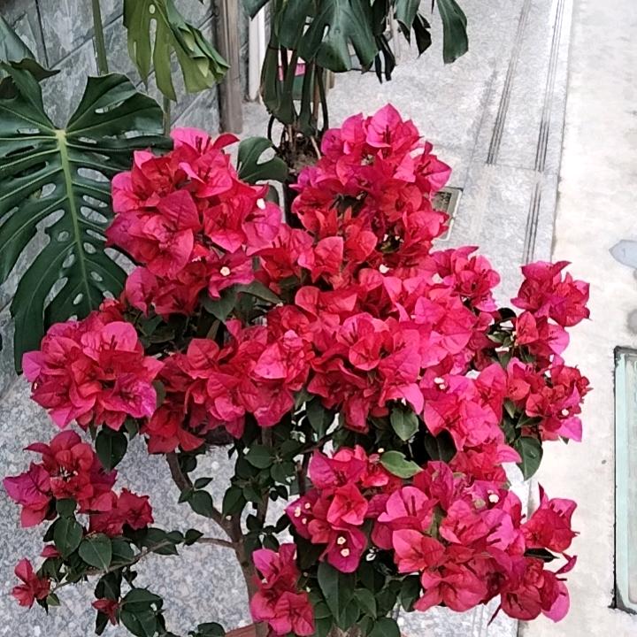 灵巧枫叶