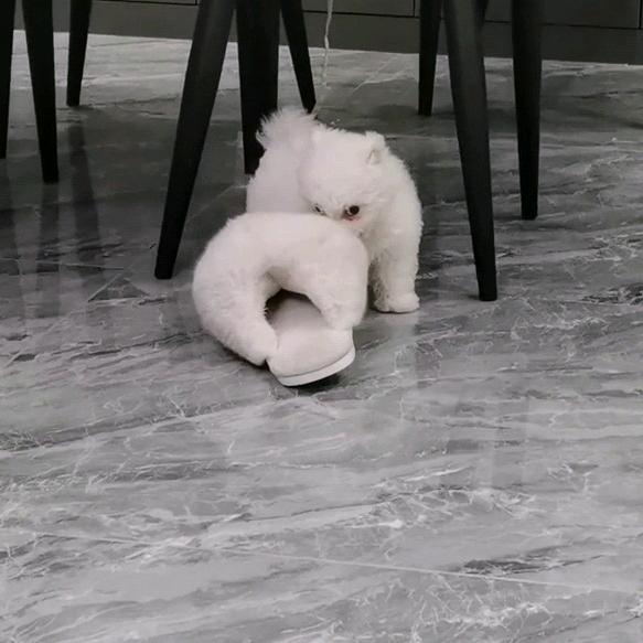🐶年终奖🐶成长记