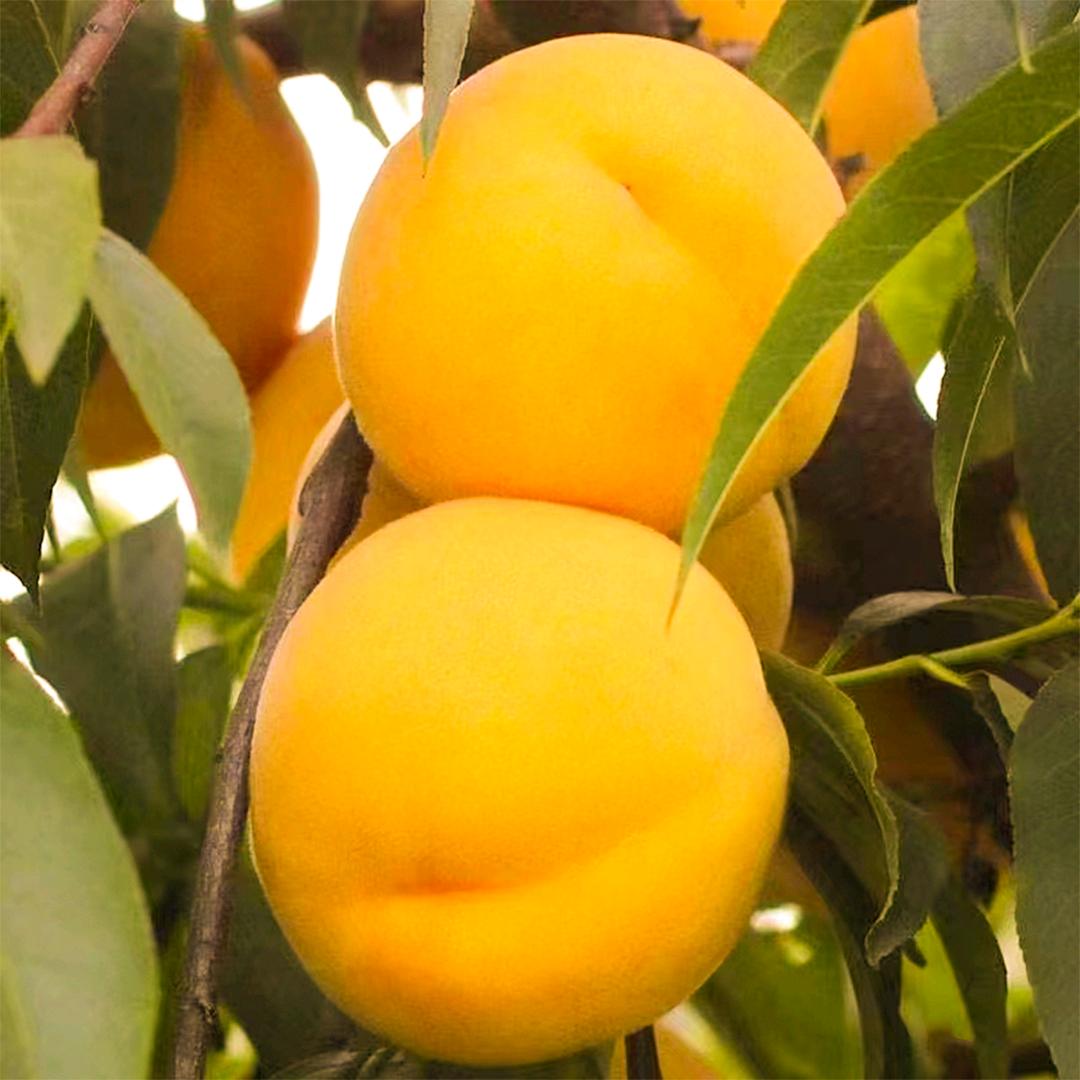 王城圣龙山（罗汉鲁支书）