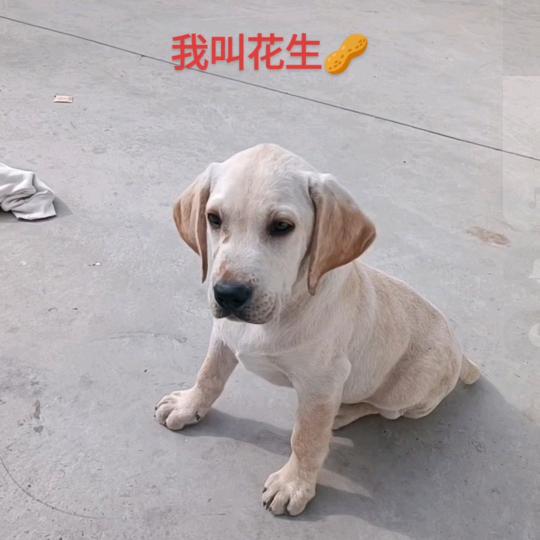 花生🉐日常生活
